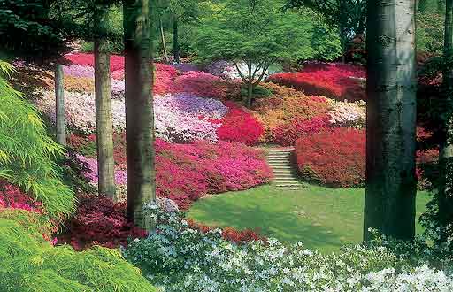 The Valley Gardens (Windsor Great Park) --
                        Berkshire